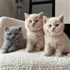 gevaccineerde britse korthaar kittens voor adoptie