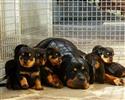 ROTTWEILER PUPPY NU KLAAR