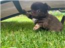 Prachtige chihuahua-puppy's