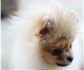 Pomeriaan | Pomeranian 