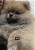 Pomeriaan / pomeranian pup FCI stamboom
