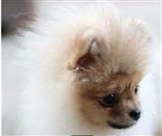 Pomeriaan | Pomeranian 