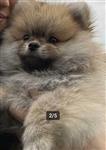Pomeriaan / pomeranian pup FCI stamboom