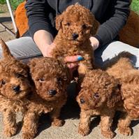 Toy Poedel-puppys