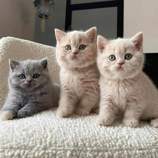 operator spleet sarcoom Gevaccineerde Britse Korthaar Kittens voor Adoptie Kopen | Poezen