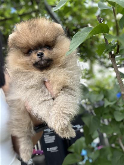 Grote foto pomeriaan pups dieren en toebehoren poolhonden keeshonden en oertypen