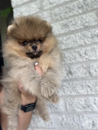 Grote foto pomeriaan pups dieren en toebehoren poolhonden keeshonden en oertypen