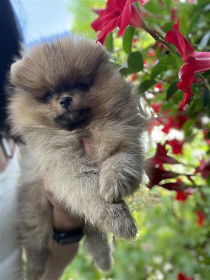 Grote foto pomeriaan pups dieren en toebehoren poolhonden keeshonden en oertypen