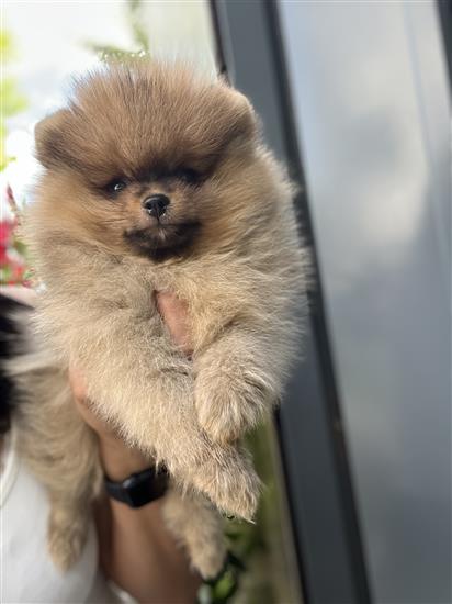 Grote foto pomeriaan pups dieren en toebehoren poolhonden keeshonden en oertypen