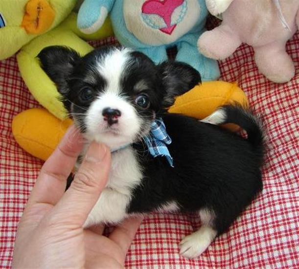 Grote foto mini chihuahua puppy met alle papieren dieren en toebehoren chihuahua en gezelschapshonden