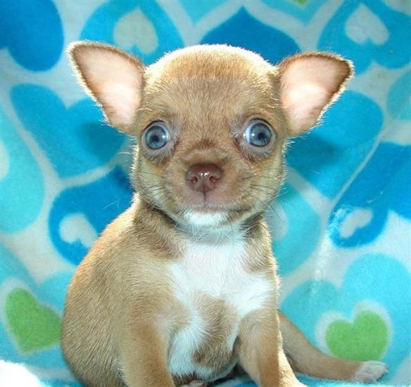 Grote foto mini chihuahua puppy met alle papieren dieren en toebehoren chihuahua en gezelschapshonden