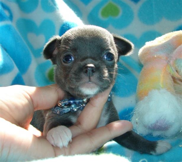 Grote foto mini chihuahua puppy met alle papieren dieren en toebehoren chihuahua en gezelschapshonden