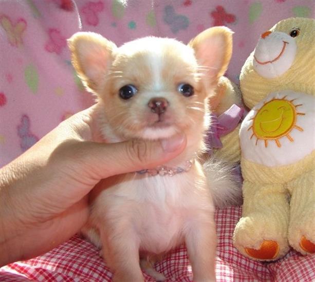 Grote foto mini chihuahua puppy met alle papieren dieren en toebehoren chihuahua en gezelschapshonden