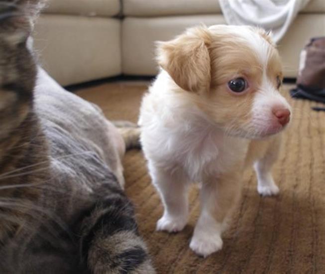 Grote foto mini chihuahua puppy met alle papieren dieren en toebehoren chihuahua en gezelschapshonden