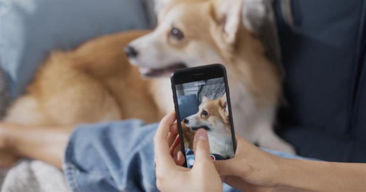 Grote foto dierenkliniek online diensten en vakmensen honden verzorging oppas en les
