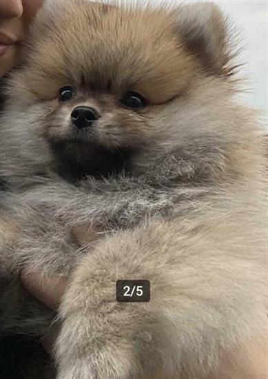 Grote foto pomeriaan pomeranian pup fci stamboom dieren en toebehoren chihuahua en gezelschapshonden