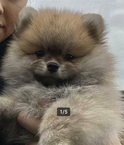 Grote foto pomeriaan pomeranian pup fci stamboom dieren en toebehoren chihuahua en gezelschapshonden