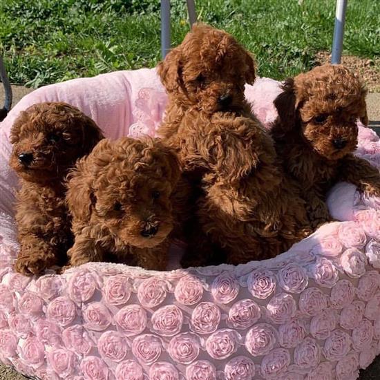 Grote foto toy poedel puppy dieren en toebehoren overige honden