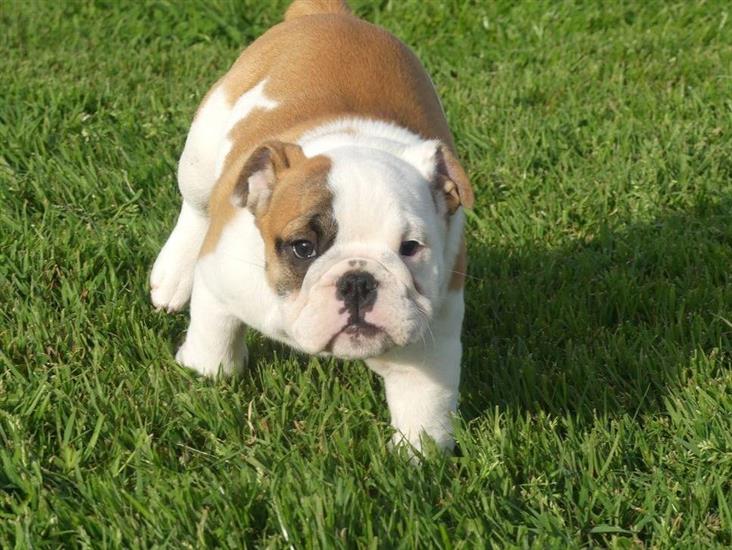 Grote foto mooie engelse bulldog pups beschikbaar. diversen overige