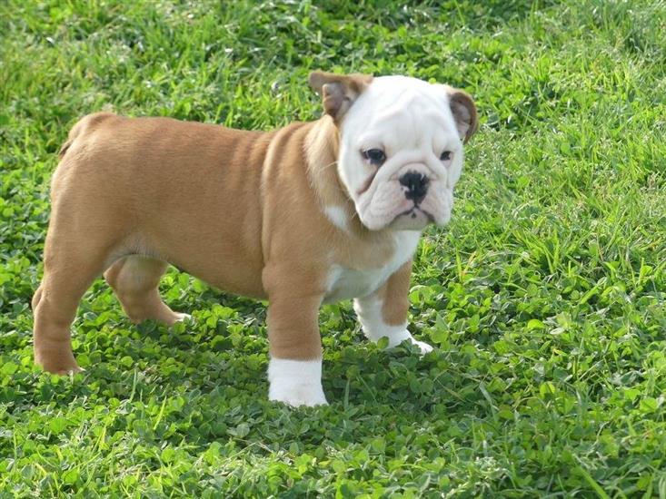 Grote foto mooie engelse bulldog pups beschikbaar. diversen overige