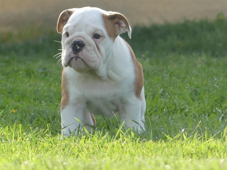 Grote foto mooie engelse bulldog pups beschikbaar. diversen overige