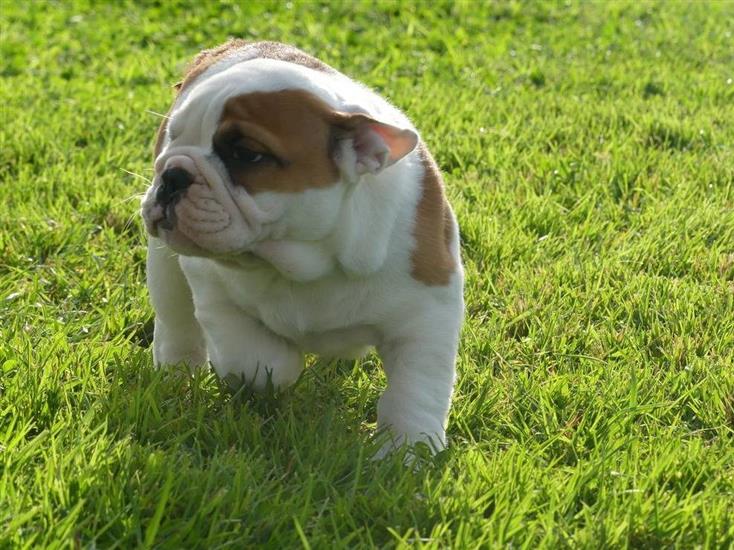 Grote foto mooie engelse bulldog pups beschikbaar. diversen overige