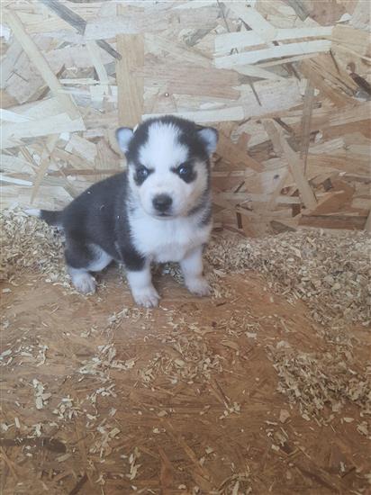 Grote foto husky pups dieren en toebehoren poolhonden keeshonden en oertypen