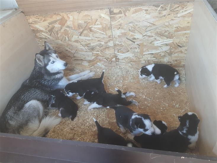 Grote foto husky pups dieren en toebehoren poolhonden keeshonden en oertypen