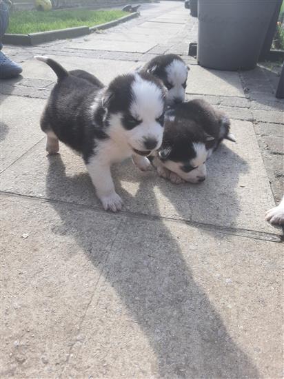 Grote foto husky pups dieren en toebehoren poolhonden keeshonden en oertypen