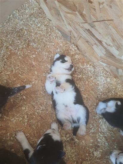 Grote foto husky pups dieren en toebehoren poolhonden keeshonden en oertypen